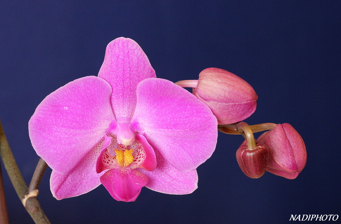 Phalenopsis1