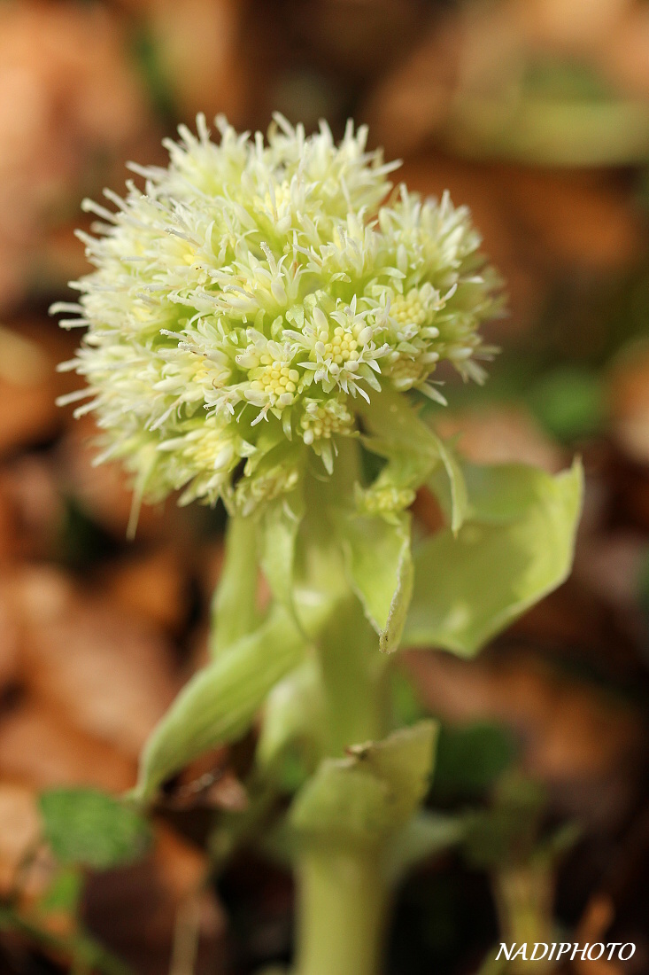 Devětsil bílý (Petasites albus)2