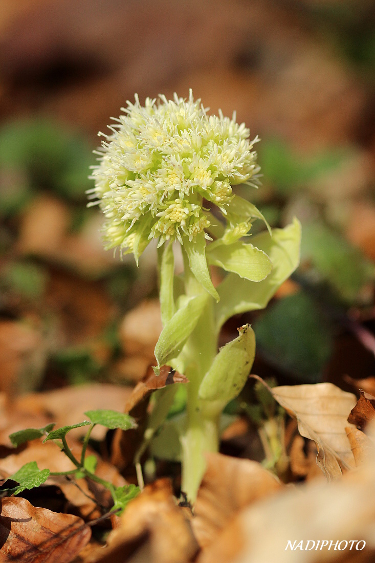 Devětsil bílý (Petasites albus)1