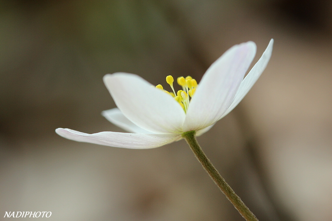 Sasanka hajní (Anemone nemorosa)10 - Bezručovo údolí