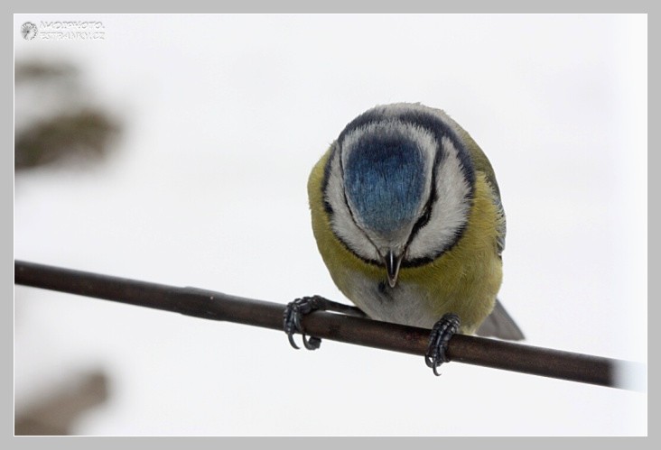 Sýkorka modřinka (Parus caeruleus Linnaeus) - Červený Hrádek