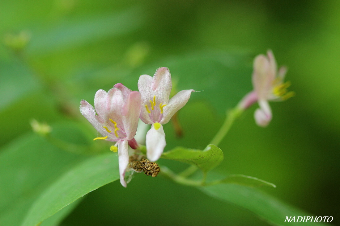 Zimolez obecný (Lonicera xylosteum)