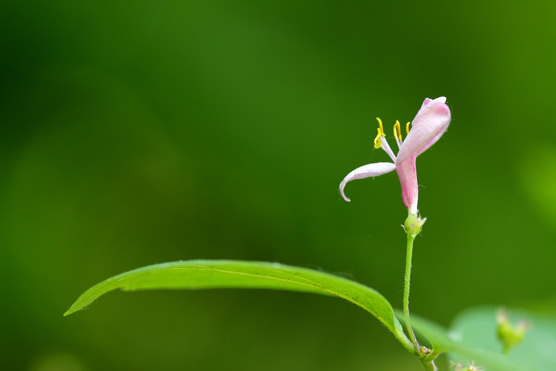 Zimolez obecný (Lonicera xylosteum)1