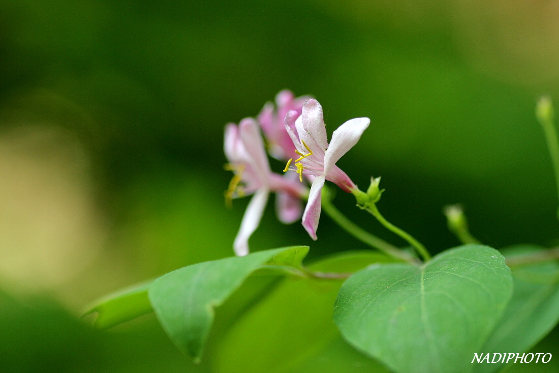 Zimolez obecný (Lonicera xylosteum)2