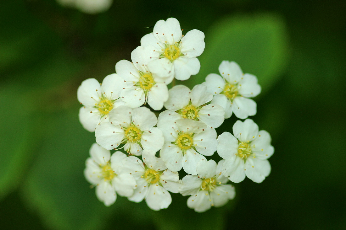 060