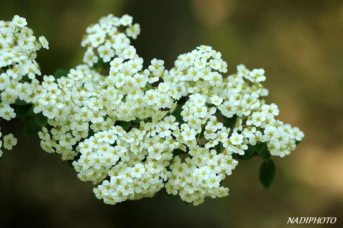 Tavolník van Houtteův (Spiraea x Vanhouttei)