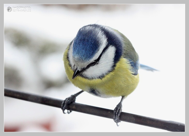 Sýkorka modřinka (Parus caeruleus Linnaeus)1 - Červený Hrádek