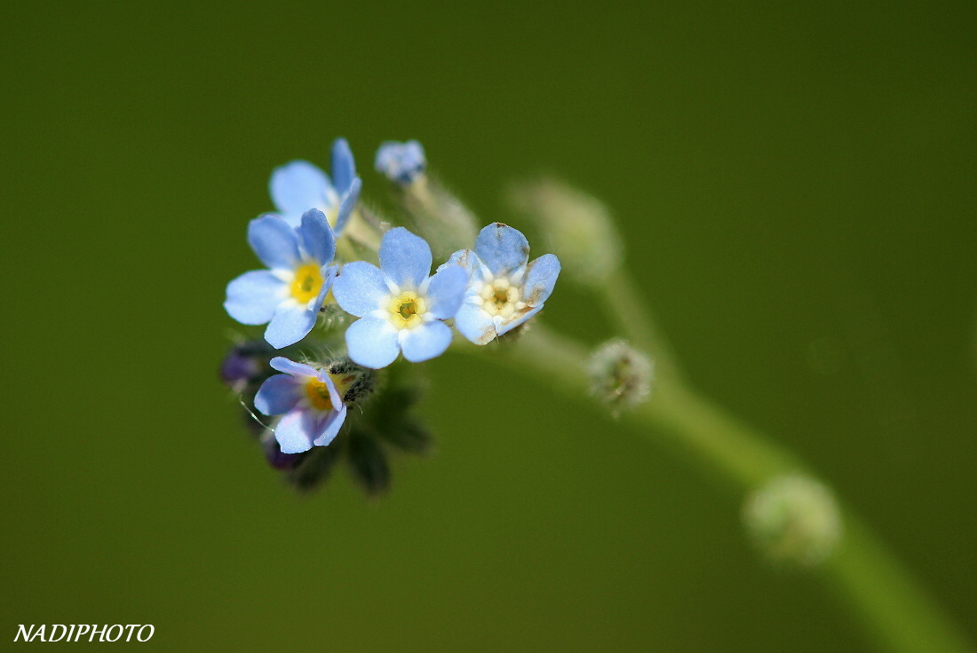 Pomněnka drobnokvětá (Myosotis stricta)3