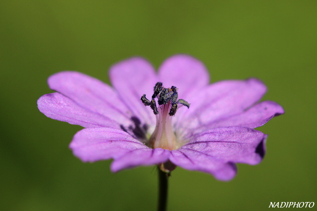 Kakost Pyrenejský (Geranium pyrenaicum)2