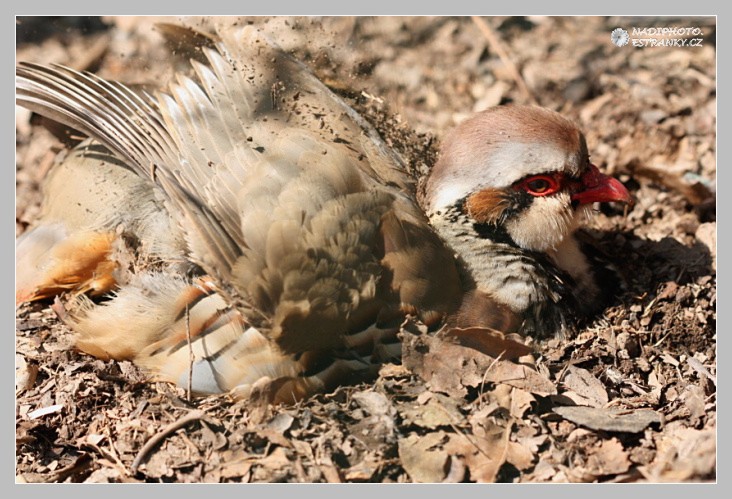 Orebice chukar (Alectoris chukar)2