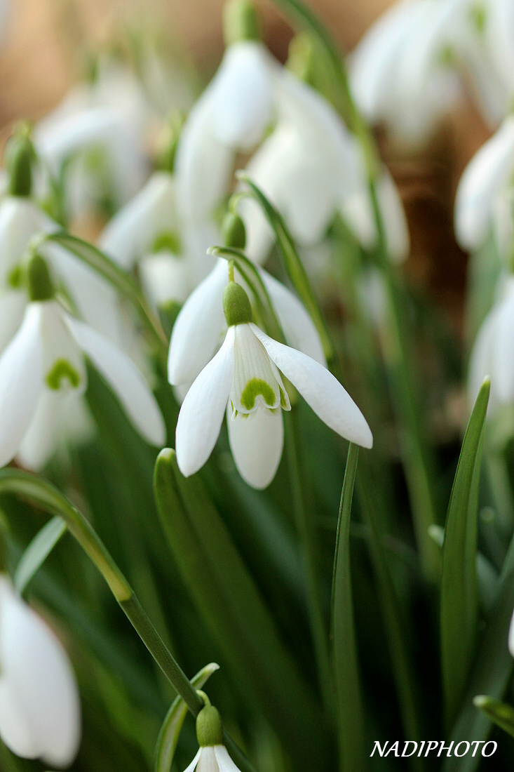 Sněženka podsněžník (Galanthus nivalis) 2 - Bezručovo údolí