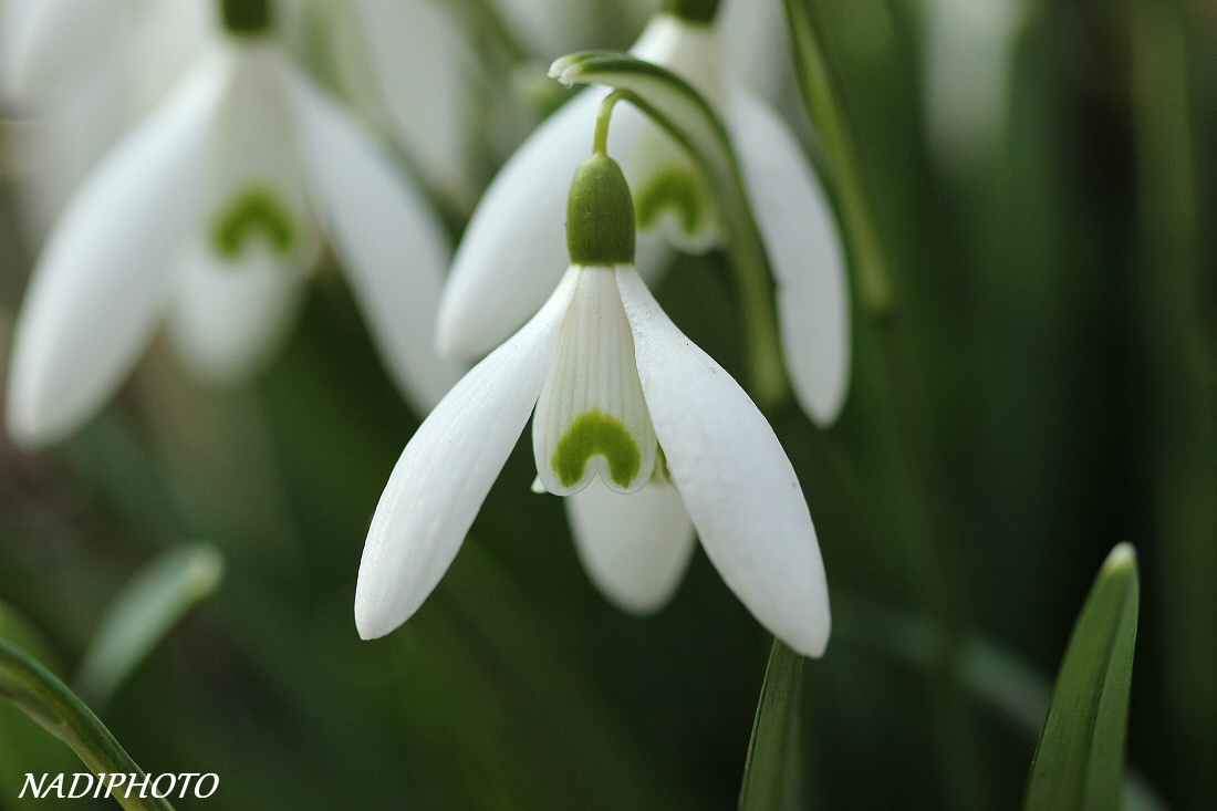 Sněženka podsněžník (Galanthus nivalis) 1 - Bezručovo údolí