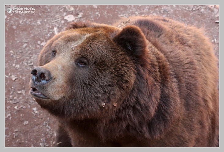 Medvěd hnědý (Ursus arctos)