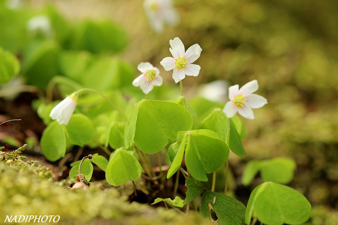 Šťavel kyselý (Oxalis acetosella) 5 - Bezručovo údolí