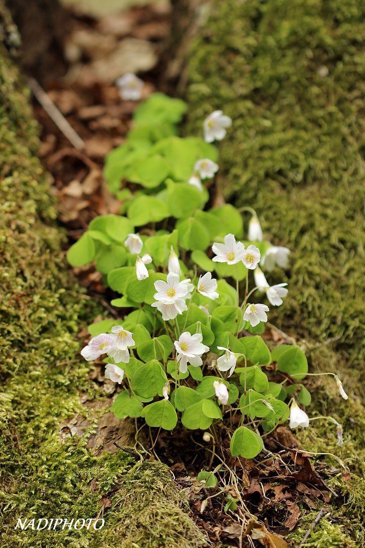 Šťavel kyselý (Oxalis acetosella) 4 - Bezručovo údolí