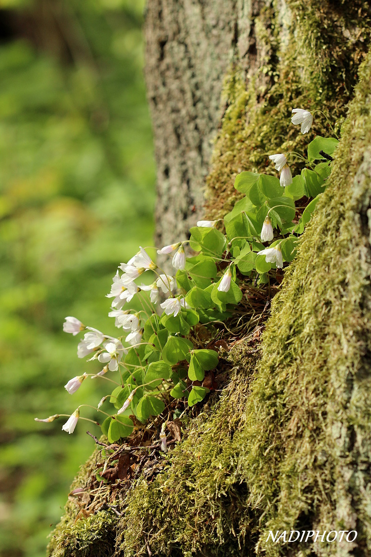 Šťavel kyselý (Oxalis acetosella) 3 - Bezručovo údolí