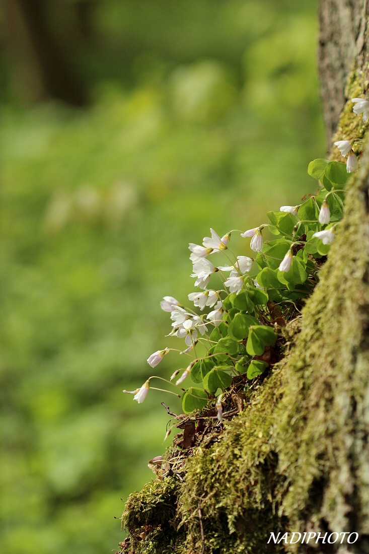 Šťavel kyselý (Oxalis acetosella) 2 - Bezručovo údolí