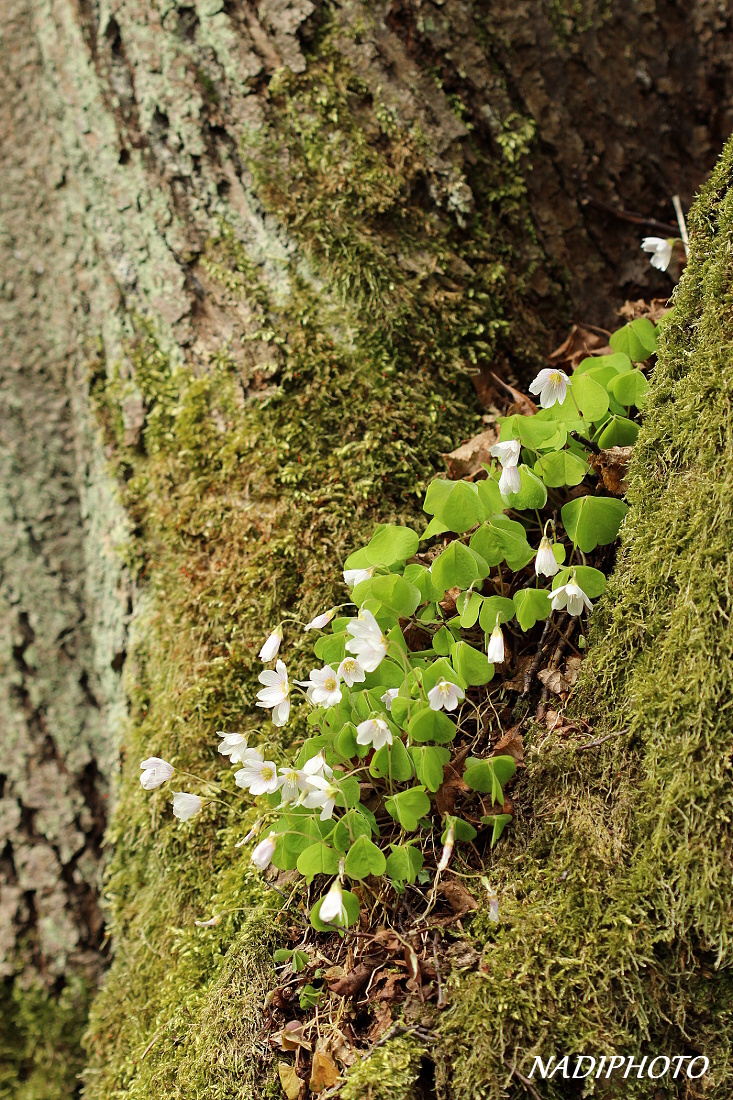 Šťavel kyselý (Oxalis acetosella) 1 - Bezručovo údolí