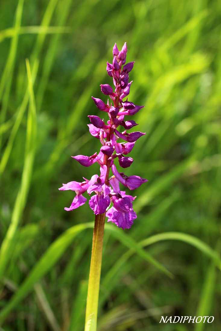 Vstavač mužský (Orchis mascula)  - NPR Úhošt 6