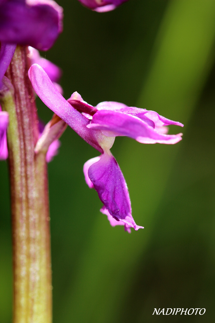 Vstavač mužský (Orchis mascula)  - NPR Úhošt 5