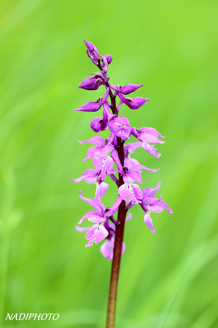 Vstavač mužský (Orchis mascula) - NPR Úhošt 2