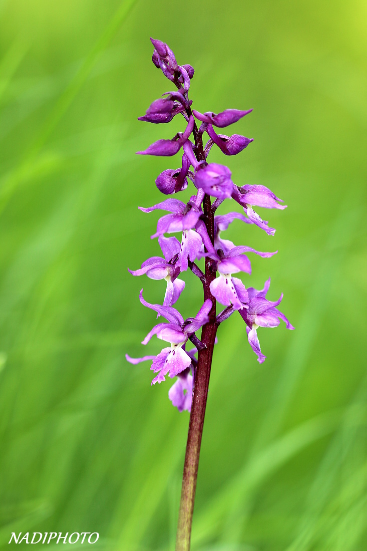 Vstavač mužský (Orchis mascula)  - NPR Úhošt 1