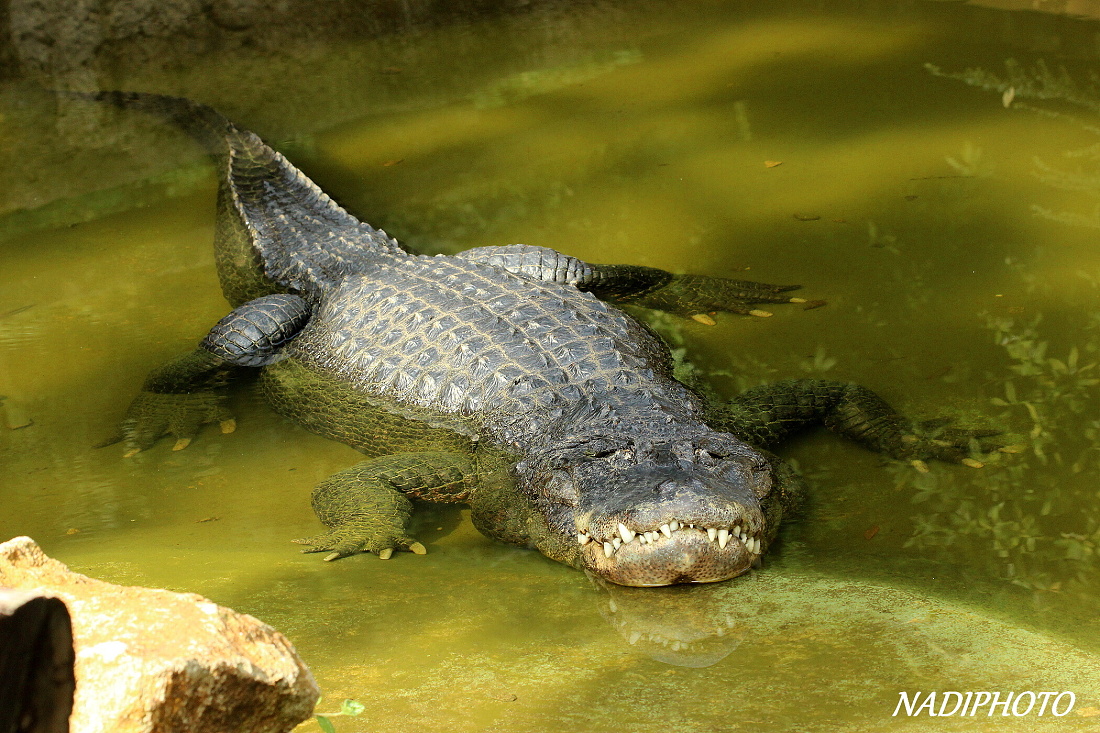 Aligátor americký Zoo Ústí nad Labem