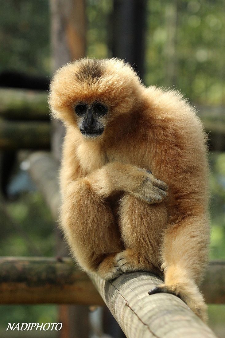 Gibon bělolící (Nomascus leucogenys leucogenys) Zoo Ústí nad Labem 2