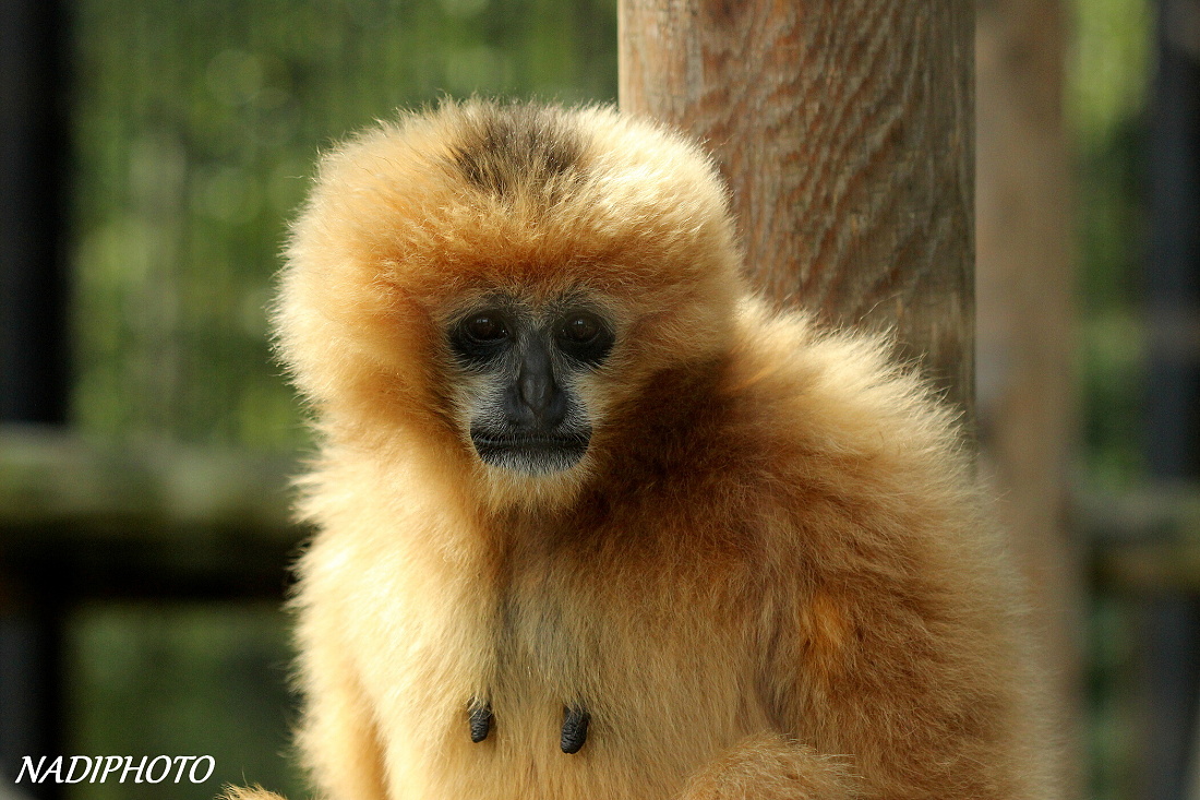 Gibon bělolící (Nomascus leucogenys leucogenys) Zoo Ústí nad Labem 1