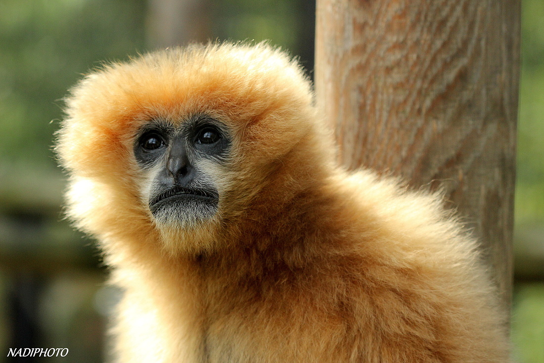 Gibon bělolící (Nomascus leucogenys leucogenys) Zoo Ústí nad Labem