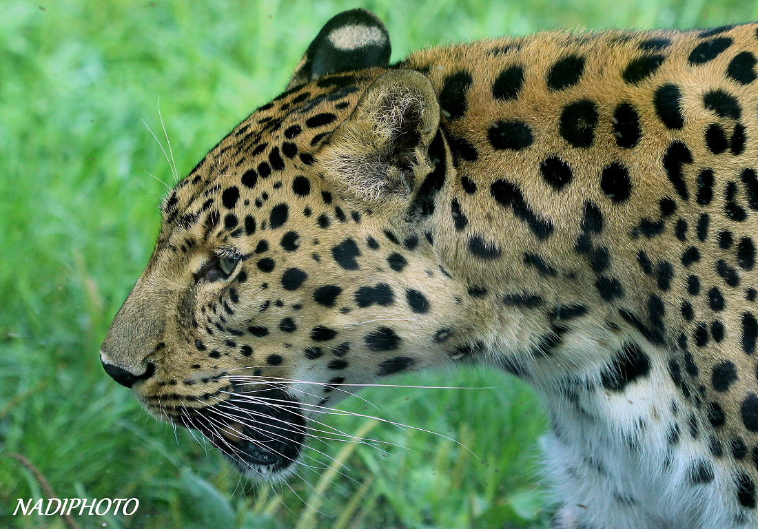 Levhart mandžuský (Panthera pardus orientalis) Zoo Ústí nad Labem