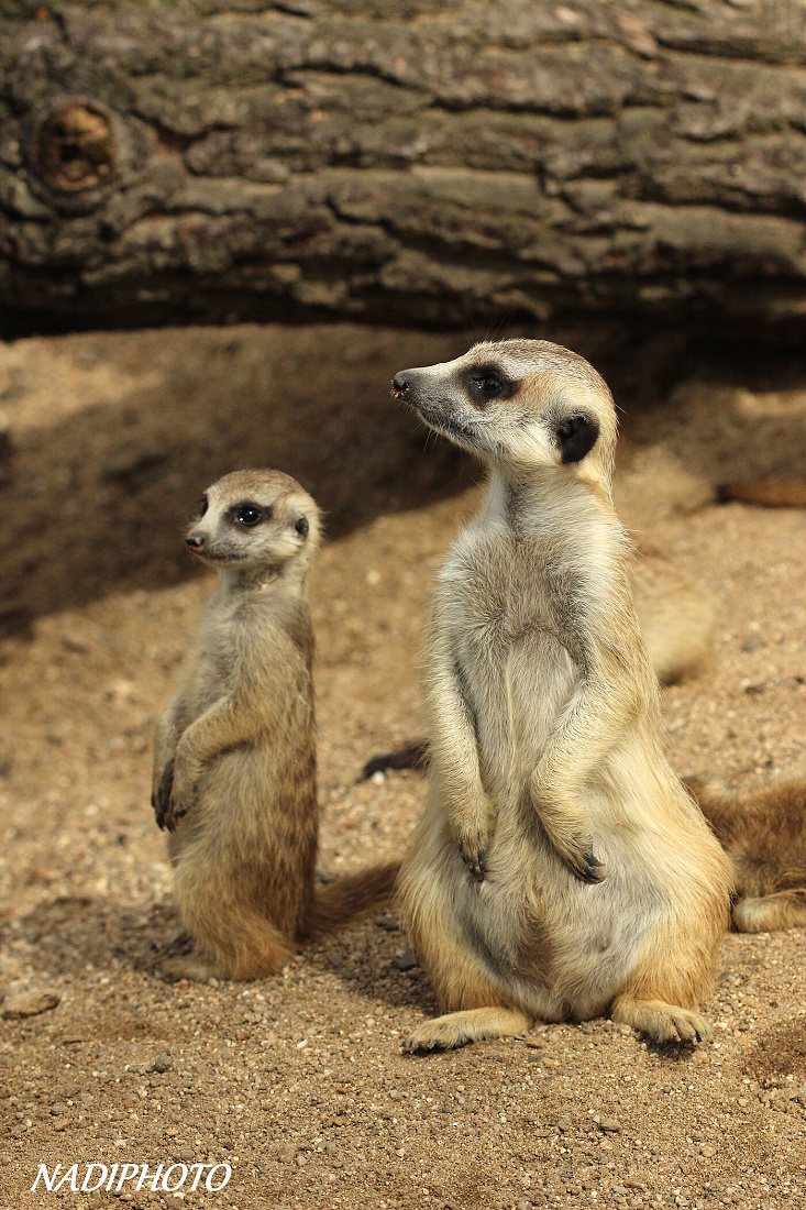 Surikata (Suricata suricatta) Zoo Ústí nad Labem 2