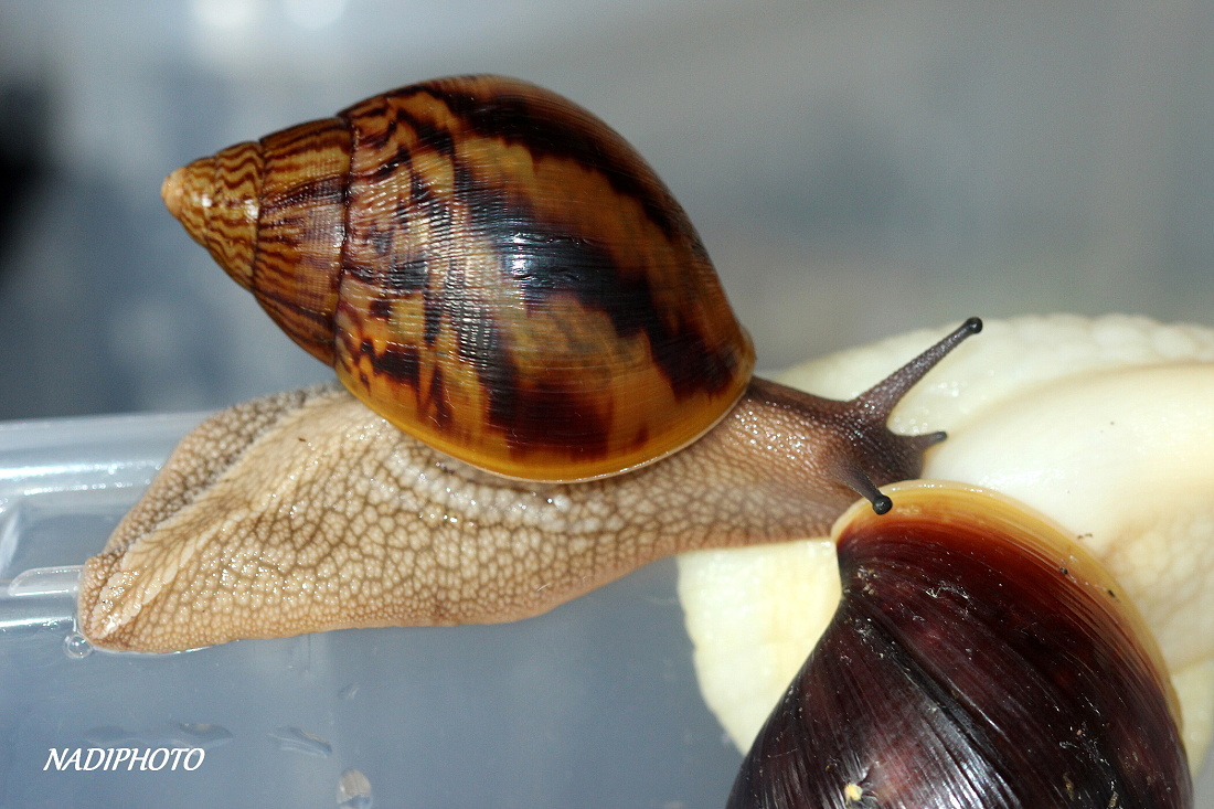 Achatina Achatina Achatina Ghana 4