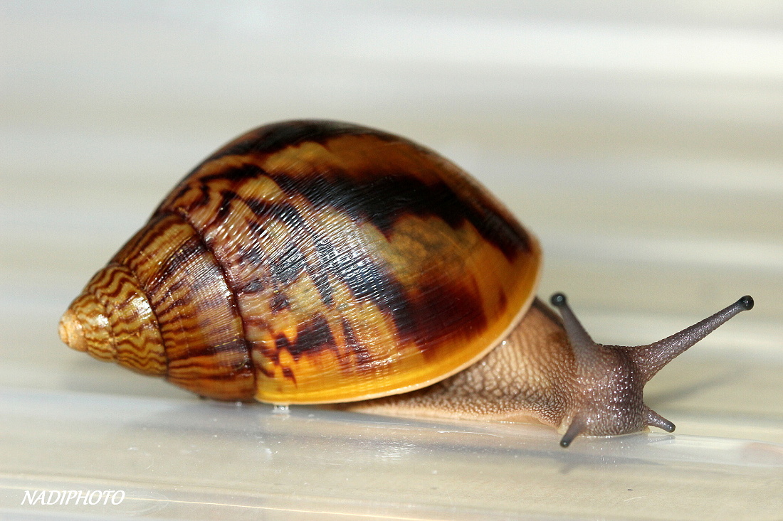 Achatina Achatina Achatina Ghana 3