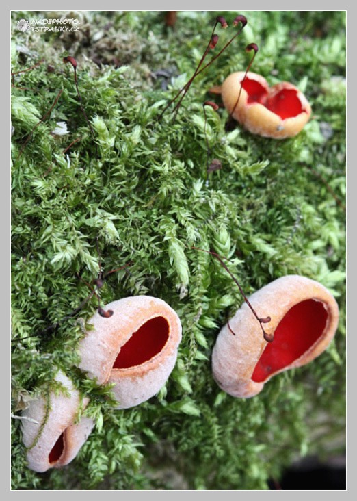Ohnivec rakouský (sarcoscypha austriaca) - Bezručovo údolí