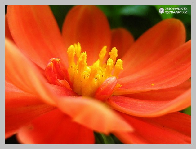 Jiřinka proměnlivá (Dahlia pinnata)