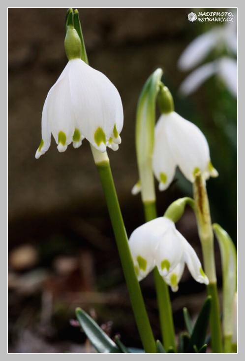 Bledule jarní - (Leucojum vernum) - Červený Hrádek