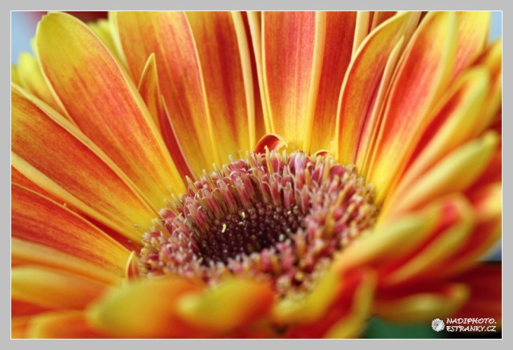 Gerbera1