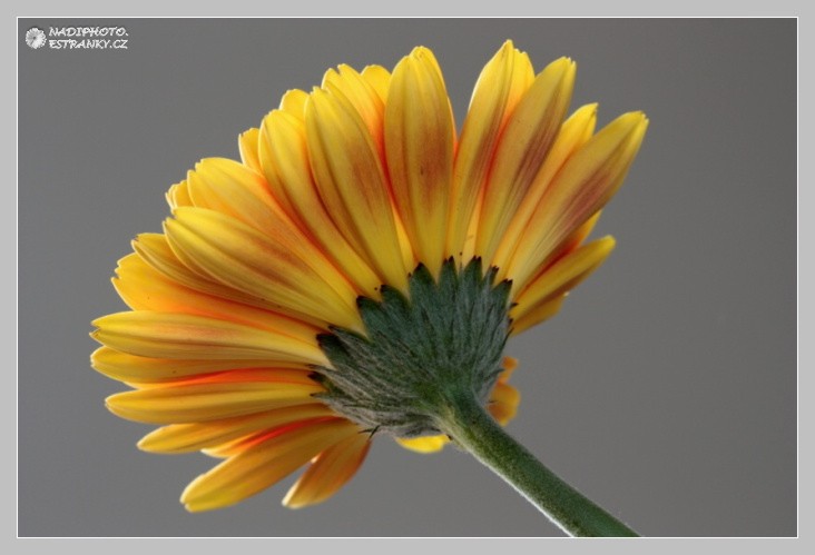 Gerbera2