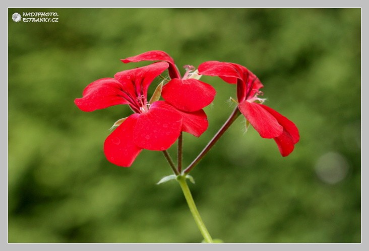 Muškáty (Pelargonie) - Červený Hrádek