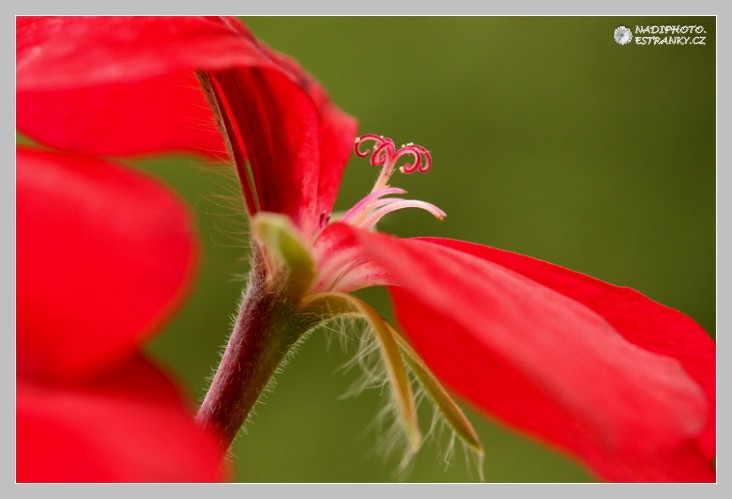 Muškáty (Pelargonie)1 - Červený Hrádek