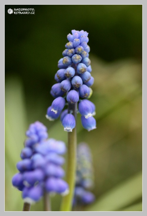 Modřenec hroznatý (Muscari neglectum) - Červený Hrádek