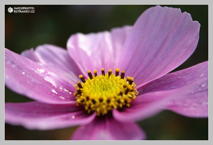 Krásenka zpeřená (Cosmos bipinnatus) - zámek Jezeří