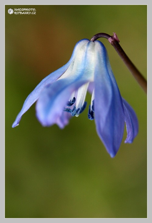 Ladoňka sibiřská (Scilla siberica) - Č.Hrádek