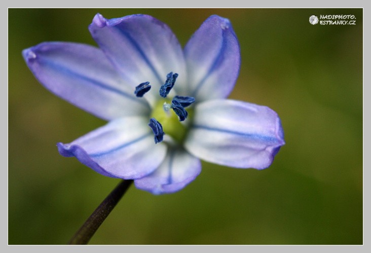 Ladoňka sibiřská (Scilla siberica)1 - Č.Hrádek