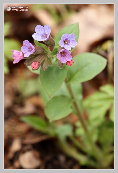 Plicnik lékařský (pulmonaria officinalis) - Bezručovo údolí