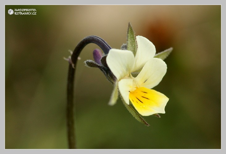 Violka rolní (Viola arvensis)