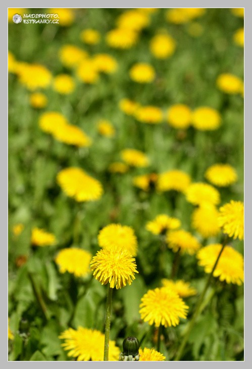 Smetanka lékařská (pampeliška) (Taraxacum officinalis)1 - Č.Hrádek