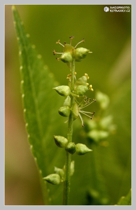 Bažanka vytrvalá (Mercurialis perennis)