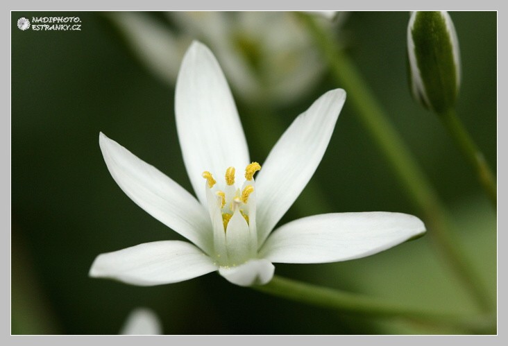 Snědek přímolistý, Snědek Kochův, Bledovka Kochova (Ornithogalum kochii)4 - Č.Hrádek